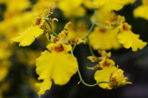 9月中旬のオンシジウムの花 9月中旬のオンシジウムの花の写真