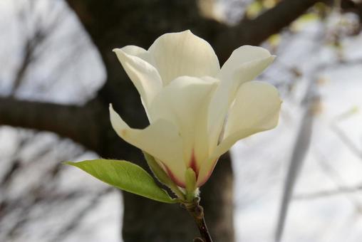 モクレン マクロ モクレン マクロの写真