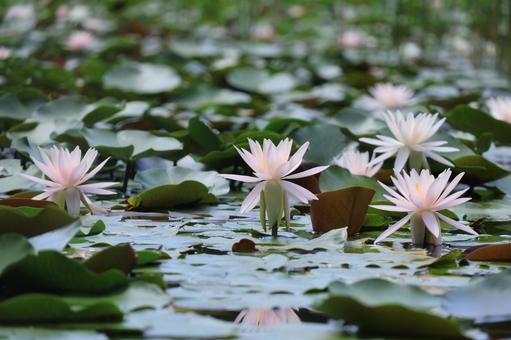 スイレンの花 きらきら パステル調 スイレンの花 きらきら パステル調の写真