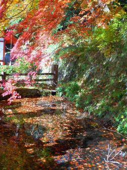 紅葉 紅葉の写真