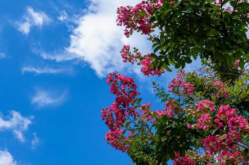 夏空に映える百日紅の花 サルスベリ,夏,青空の写真素材