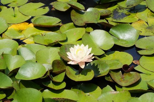 ハスの花 ハスの花 睡蓮,白い睡蓮,ハスの葉の写真素材