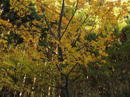 落葉樹と常緑樹（11月下旬） 黄色,緑色,秋の写真素材