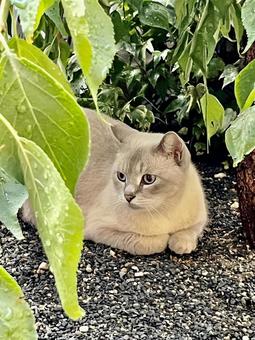 猫 猫の写真