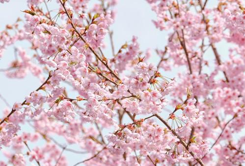 春をつげる綺麗な初御代桜 春をつげる綺麗な初御代桜の写真