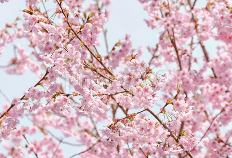 春をつげる綺麗な初御代桜 風景,サクラ,初御代桜の写真素材