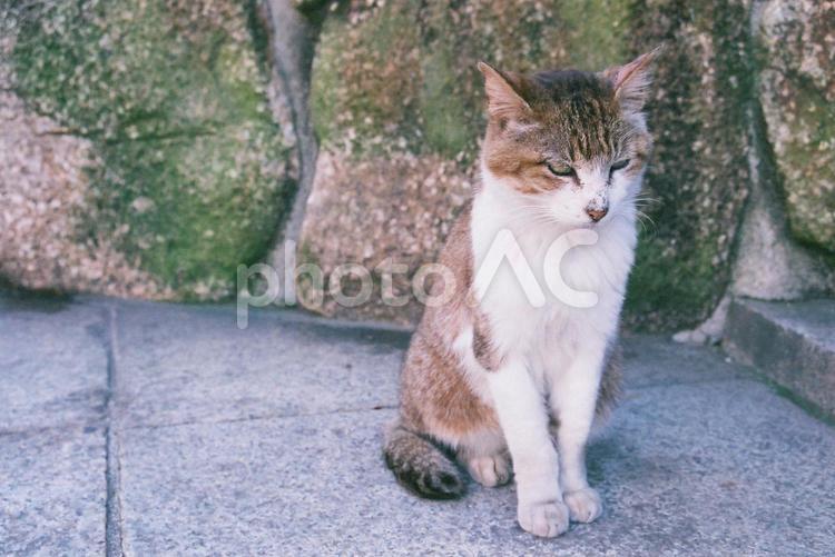 野良猫が苔むした石垣の路地に佇んでいる ネコ,路地,小道の写真素材