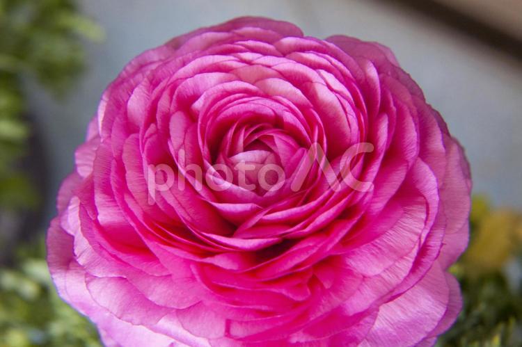 ラナンキュラス8（桃） ラナンキュラス,花,鉢花の写真素材