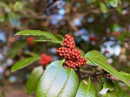 赤い実のなる木 センリョウ,マンリョウ,赤の写真素材