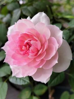 ベランダのバラ・シャリマー 薔薇,バラ,シャリマーの写真素材