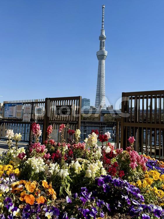 隅田公園　花壇とスカイツリー 花壇,植え込み,柵の写真素材