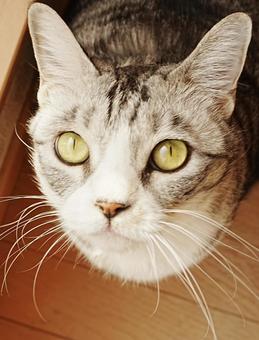 みつめる猫 ネコ,ねこ,動物の写真素材