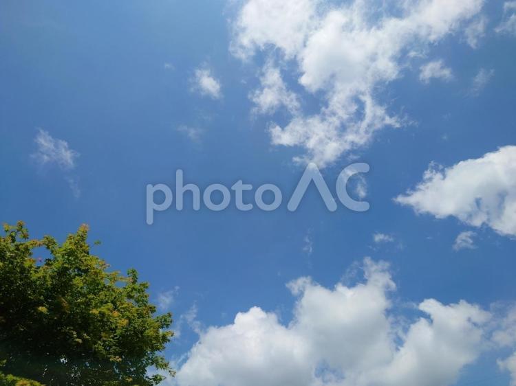 木と晴天と雲 晴天,雲,木の写真素材