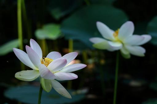 神聖な花 神聖な花の写真
