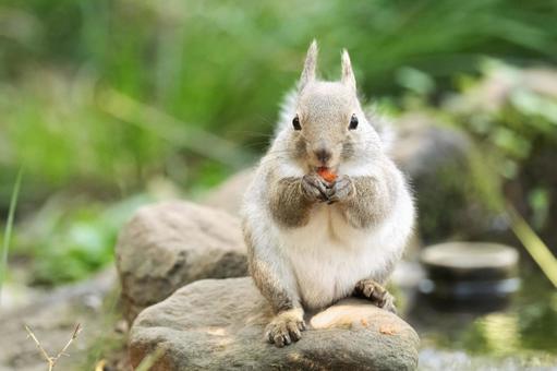 餌を食べるリス 餌を食べるリスの写真