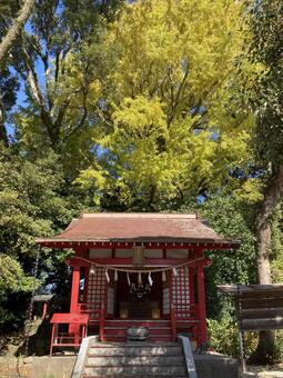 大乗院稲荷神社とイチョウ 篠山神社,福岡県久留米市,神社仏閣の写真素材