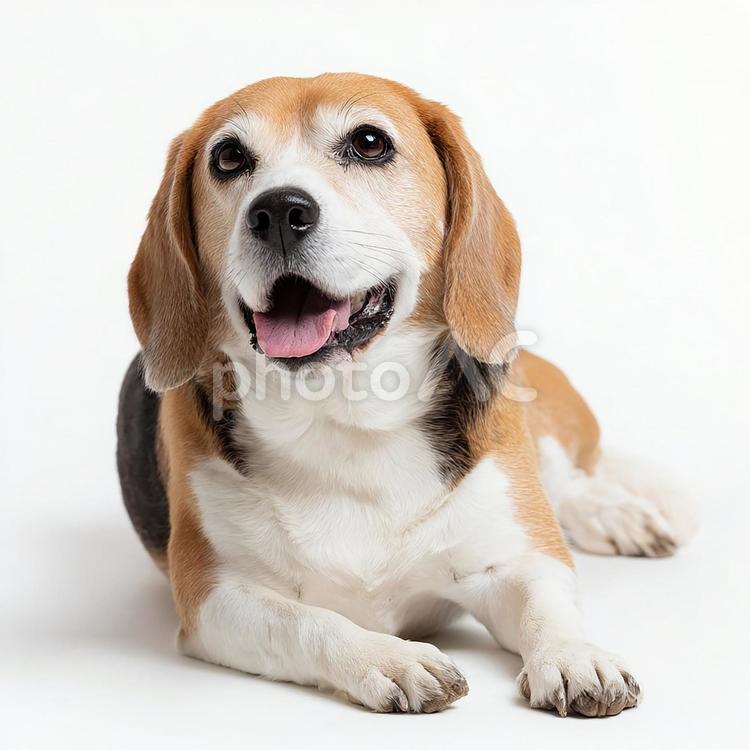 カメラ目線の可愛いビーグル ビーグル,犬,動物の写真素材