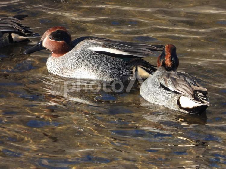 近所の小川で撮ったコガモ 鳥,野鳥,生き物の写真素材