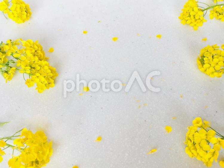 大理石の上に散りばめた菜の花 菜の花,花びら,黄色の写真素材