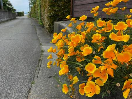 ハナビシソウの道 ハナビシソウの道の写真