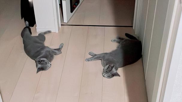 床に転がる猫2匹(ロシアンブルー) 床に転がる猫2匹(ロシアンブルー) ロシアンブルー,猫,catの写真素材