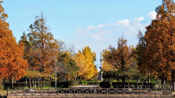 秋の水元公園・木々の紅葉（東京都葛飾区） 秋,水元公園,紅葉の写真素材