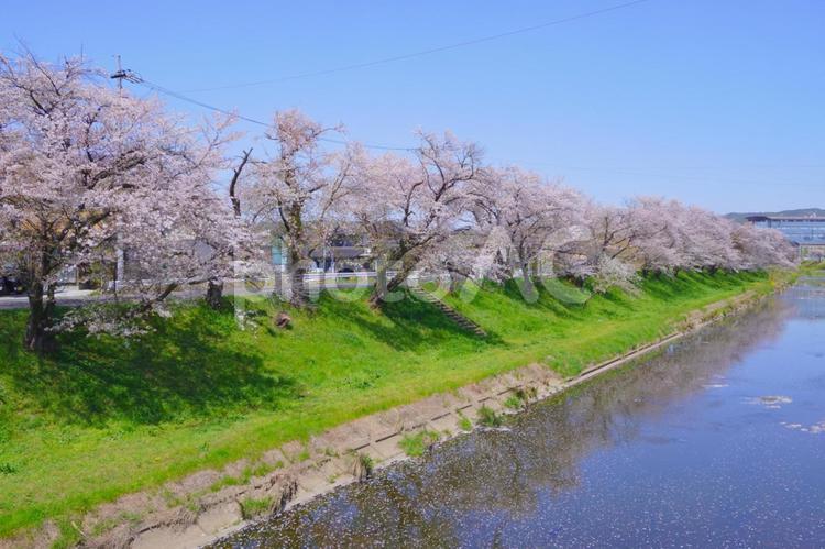 新境川堤と桜②　岐阜県各務原市 桜,さくら,サクラの写真素材