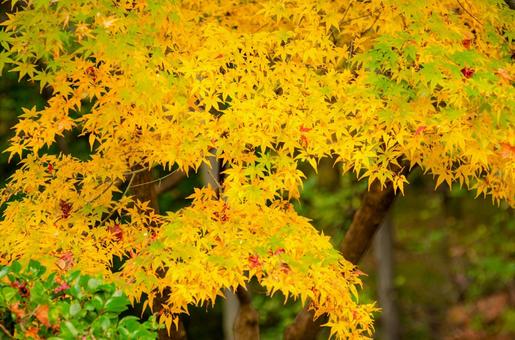 晩秋の皇居・北の丸公園の紅(黄)葉 3 晩秋,秋,錦秋の写真素材