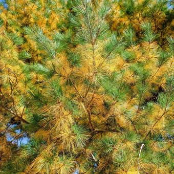 松 松,黄色,緑の写真素材