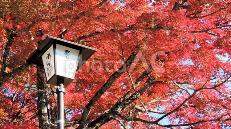 郡上八幡城　紅葉 郡上八幡城,秋,紅葉の写真素材