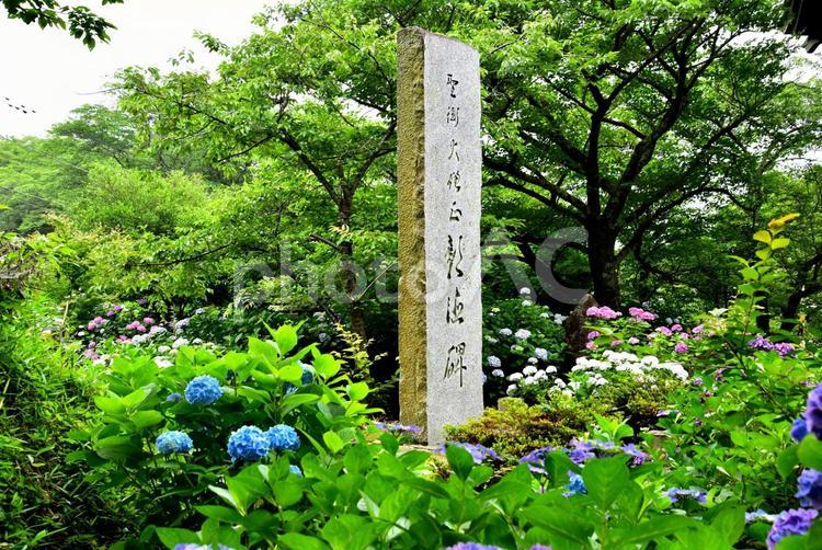 あじさい（茨城雨引観音） あじさい,紫陽花,風景の写真素材