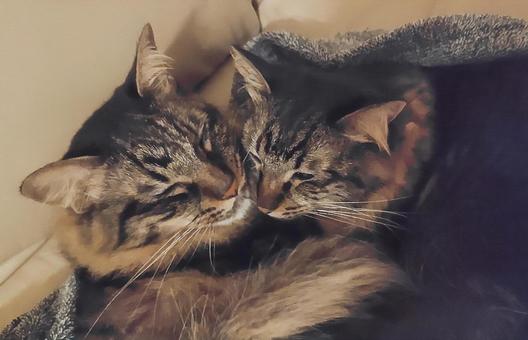 きょうだい猫 猫,ねこ,昼寝の写真素材