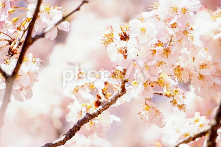 大写ししたピンク色の桜の花 桜,ピンク,アップの写真素材