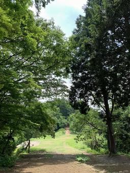 新緑に包まれた林道の眺め 新緑,森林,林道の写真素材