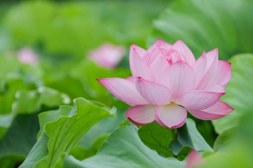 Lotus, JPG Lotus, JPG