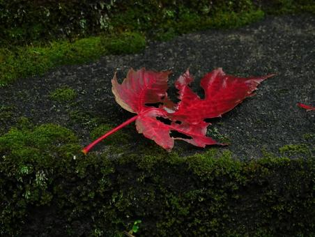 背景に合う苔と紅葉した落ち葉 背景に合う苔と紅葉した落ち葉の写真