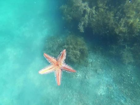 Starfish, denizyıldızı, şahsen, deniz, JPG