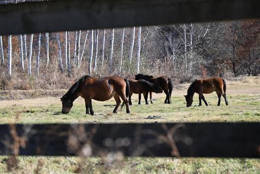 木曾馬 木曾馬,馬,動物の写真素材