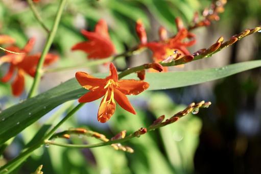 ヒメヒオウギズイセン ヒメヒオウギズイセンの写真