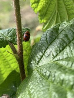 Photo, ladybug, leaf, plant, 