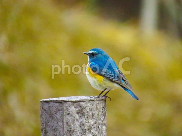 杭の上に留まるルリビタキのオス ルリビタキ,瑠璃鶲,野鳥の写真素材