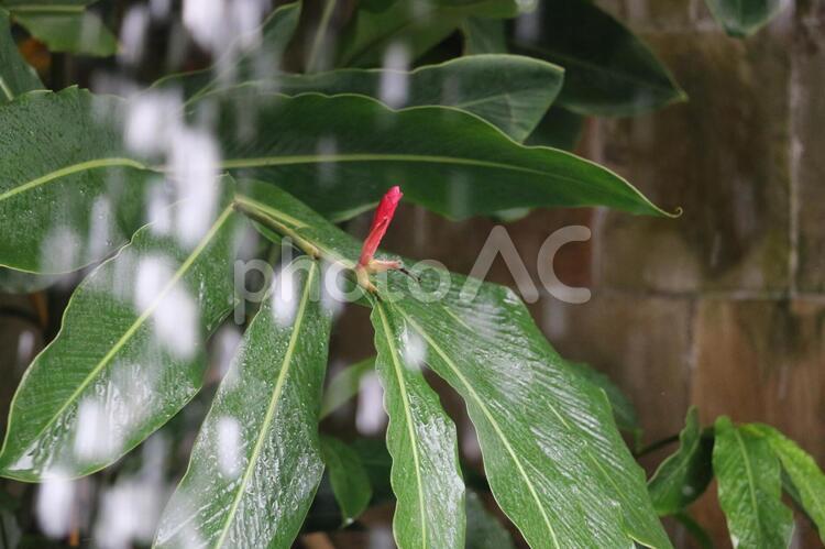 噴水の向こう側の、レッドジンジャーのつぼみ（シンガポール） ボタニカル,植木,植物の写真素材