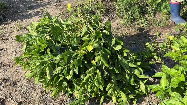 藍染用の葉の刈り取り 藍染用の葉の刈り取りの写真