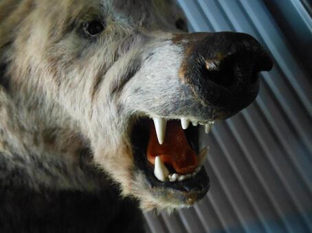 クマ 動物,クマ,熊の写真素材