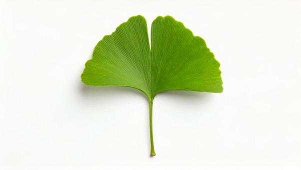 緑色のイチョウの葉2 緑色のイチョウの葉2の写真