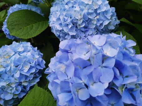 青いあじさいの花 青いあじさいの花 あじさい,花,青色の写真素材