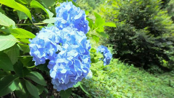 紫陽花の花 紫陽花の花の写真
