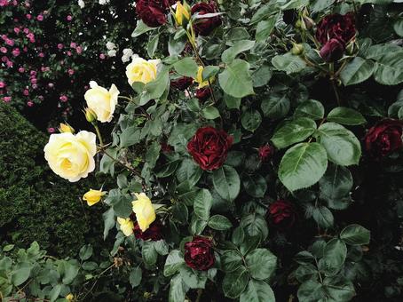 rose, rose, rose, roses, JPG