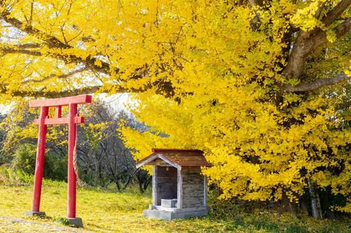 白幡のいちょう⒇ イチョウ,黄葉,晩秋の写真素材