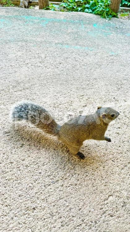 野生のリスがあらわれた リス,動物,齧歯動物の写真素材